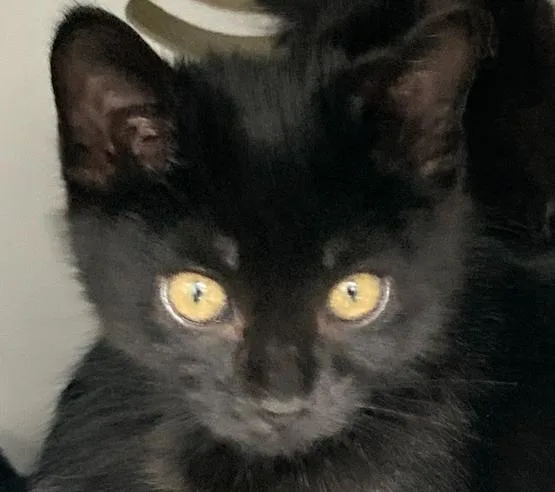 A baby small-sized male Black Domestic Short Hair cat named Cosmo for adoption in Anoka, MN