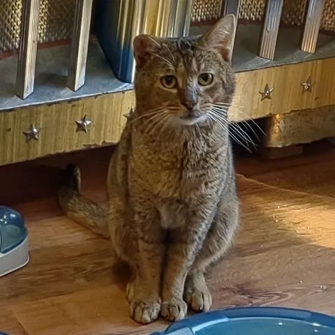 An adult medium-sized male Tabby (Buff / Tan / Fawn) Abyssinian cat named Marcus for adoption in Norwalk, CT