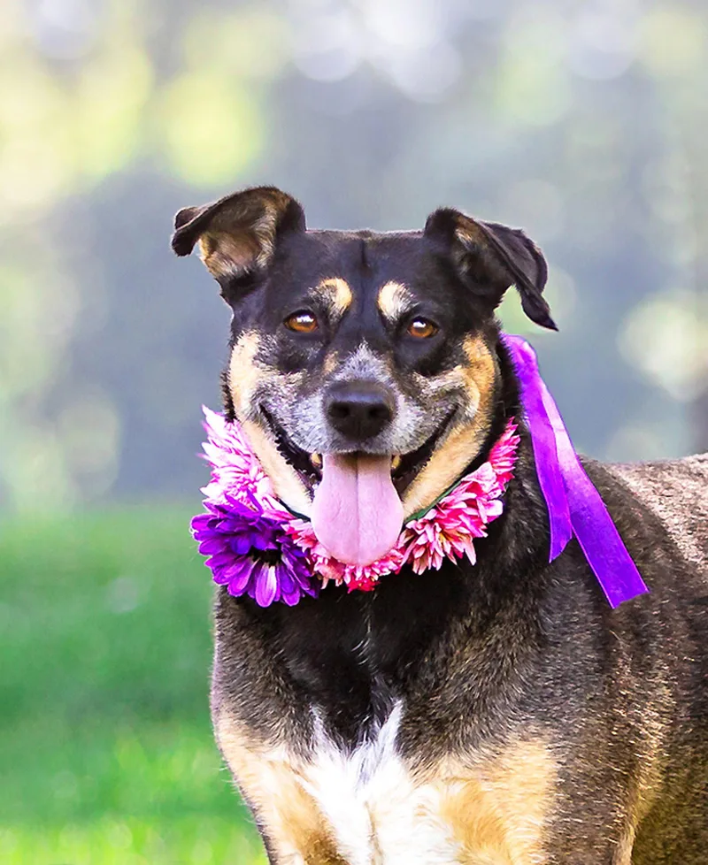 An adult medium-sized female Shepherd dog named Lucy for adoption in Coatesville, PA