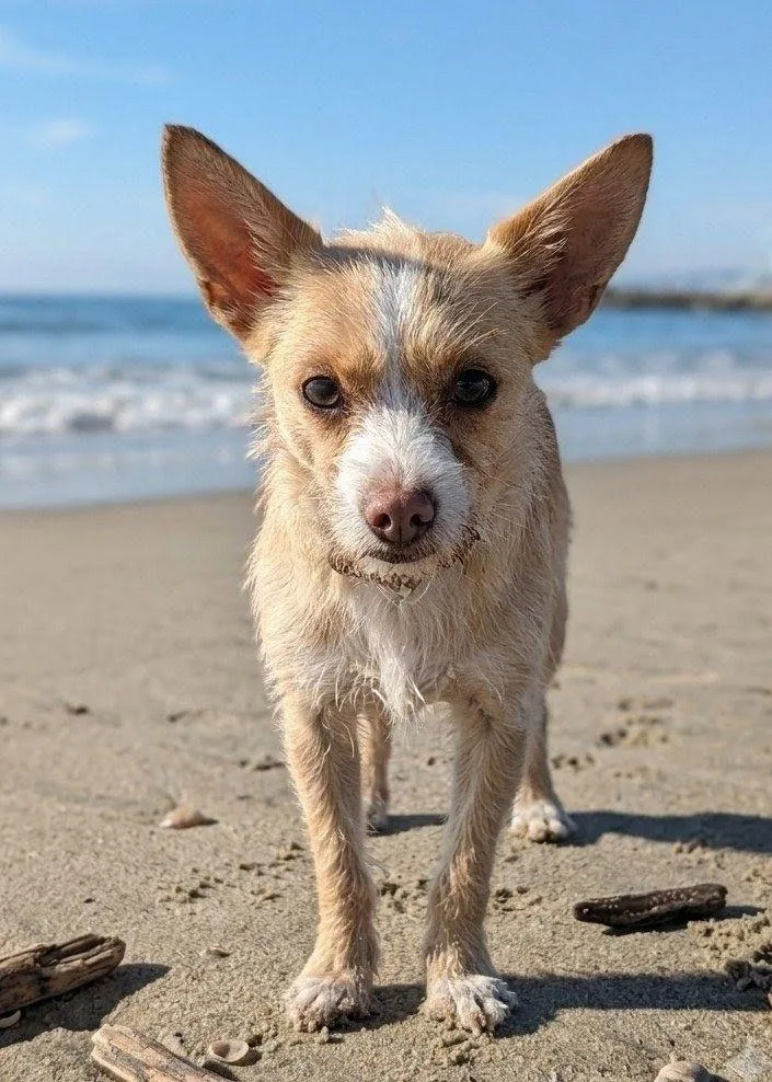 A young small-sized female Wirehaired Terrier dog named Lintel for adoption in San Diego, CA