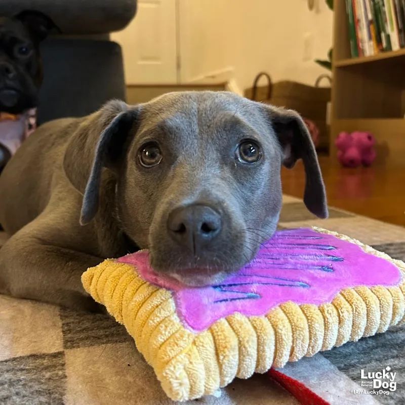 Cheez Wiz thumbnail 2