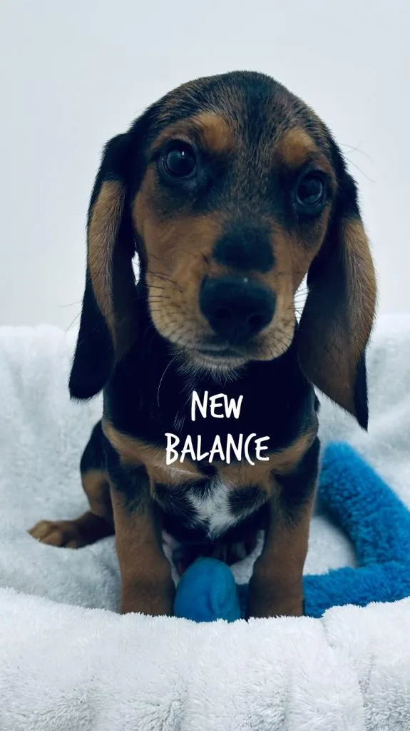 New Ballance
