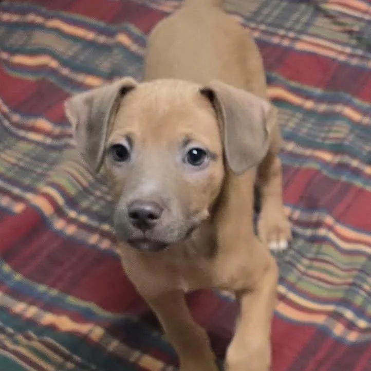 A baby medium-sized male Brown / Chocolate Mixed Breed dog named Skipper for adoption in Wappingers Falls, NY