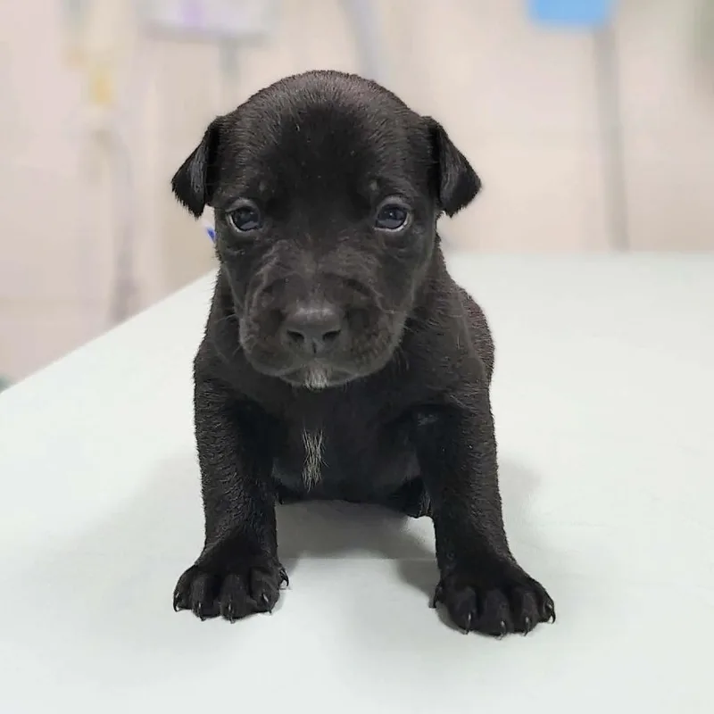 A baby medium-sized male Black Labrador Retriever dog named Hogan for adoption in Griswold, CT