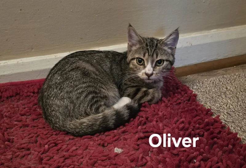 Oliver