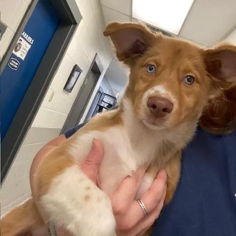 A baby small-sized female Yellow / Tan / Blond / Fawn Australian Shepherd dog named Sapphire for adoption in Dayton, OH