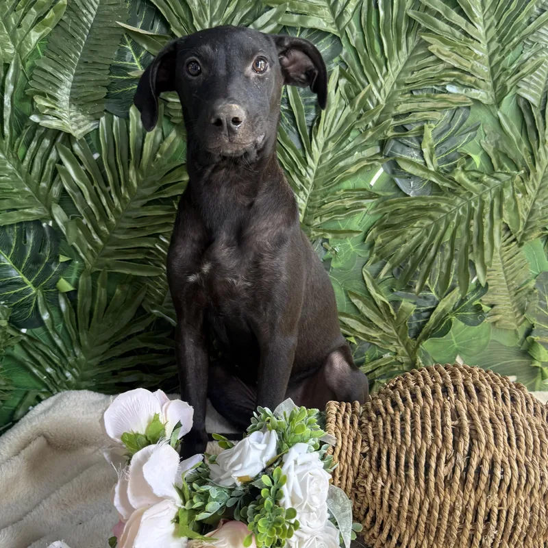 A baby medium-sized female Black Mixed Breed dog named Bailey for adoption in Richmond, VA
