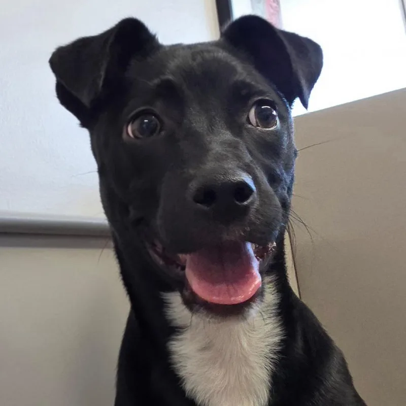 A young medium-sized male Black Chihuahua dog named Ryder for adoption in Muncie, IN