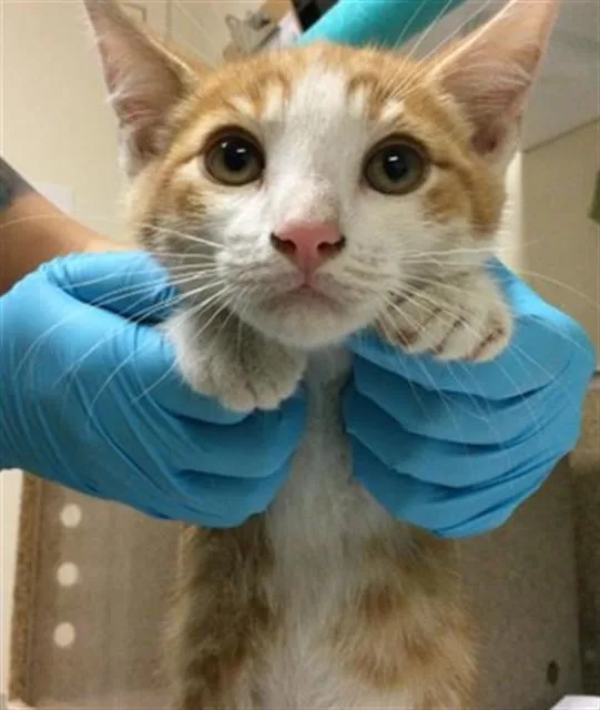 A baby small-sized male Domestic Short Hair cat named Mike for adoption in Riverside, CA