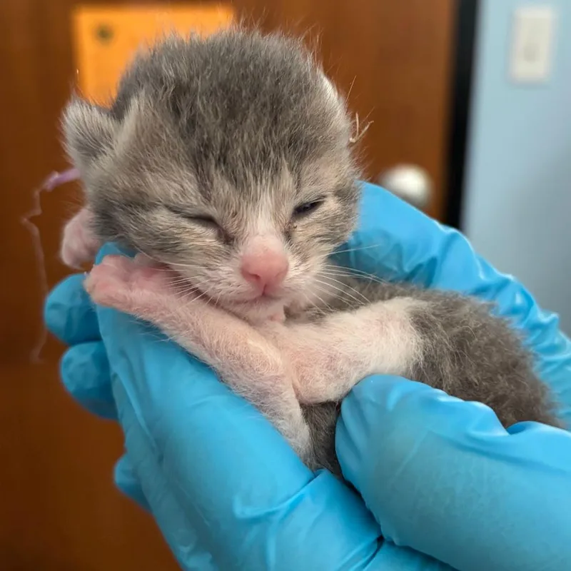 A baby small-sized female Gray / Blue / Silver Domestic Short Hair cat named Violet for adoption in Walden, NY