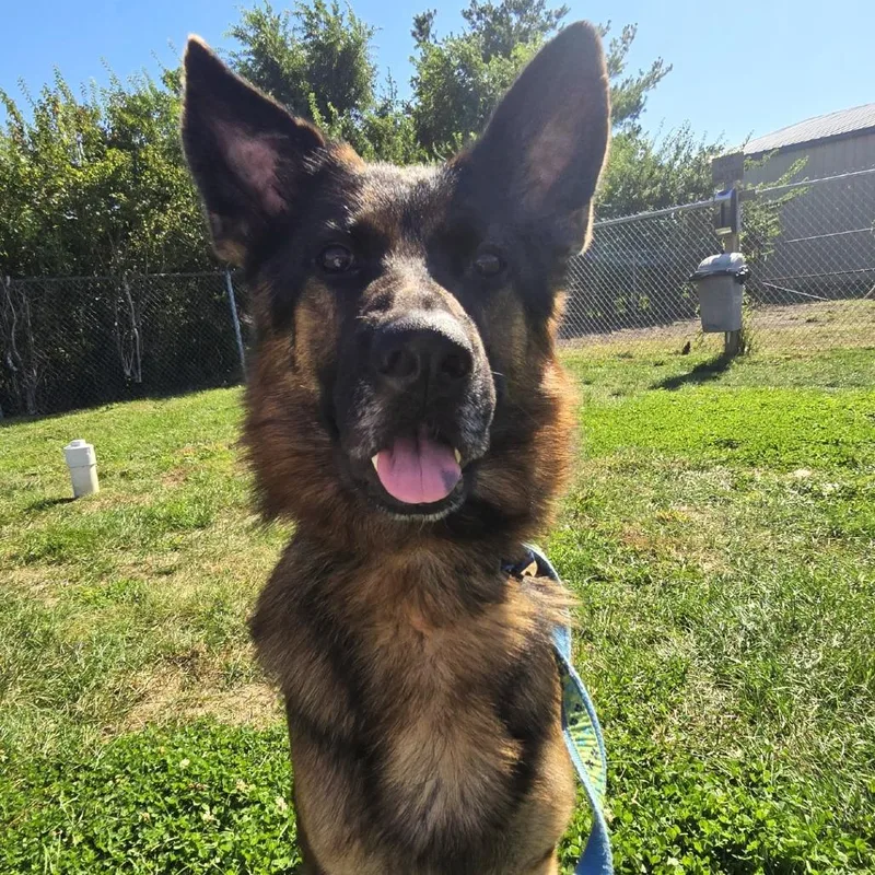 An adult large-sized male German Shepherd Dog dog named Louis for adoption in Champaign, IL