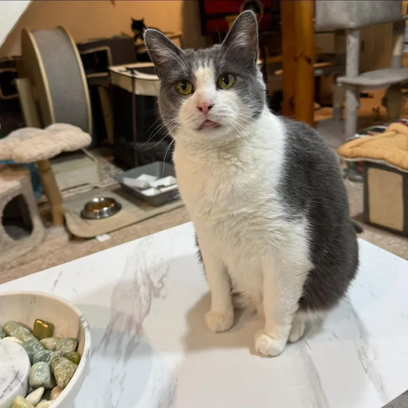 An adult large-sized female Domestic Short Hair cat named Azura for adoption in Newark, NJ