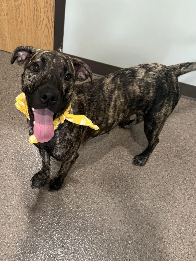 An adult medium-sized female Brindle Mixed Breed dog named Daisy for adoption in Sault Sainte Marie, MI