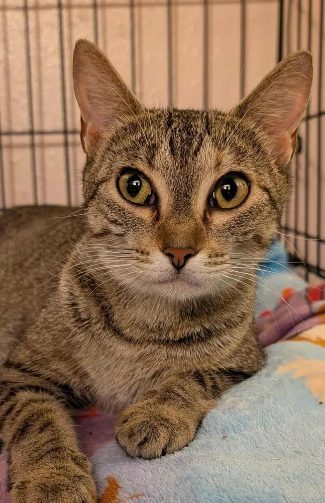A young small-sized female Domestic Short Hair cat named Ivy for adoption in Bolivar, MO
