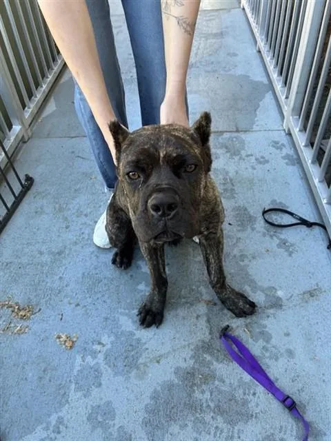 A baby medium-sized male Cane Corso dog named Wobbles for adoption in Sacramento, CA