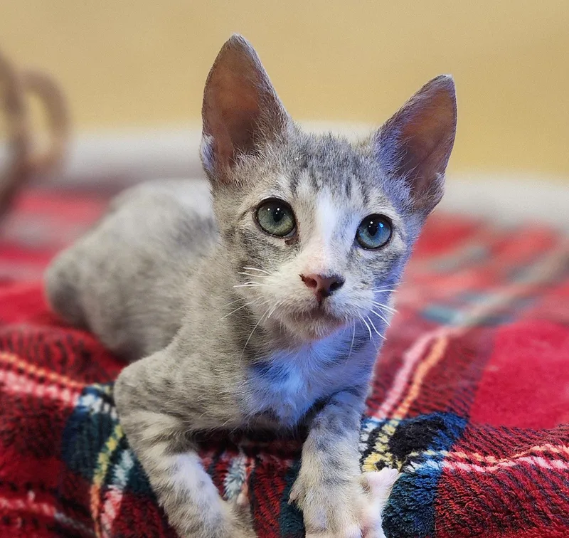 A baby medium-sized male Tabby (Gray / Blue / Silver) Domestic Short Hair cat named Cooper for adoption in Irvine, CA