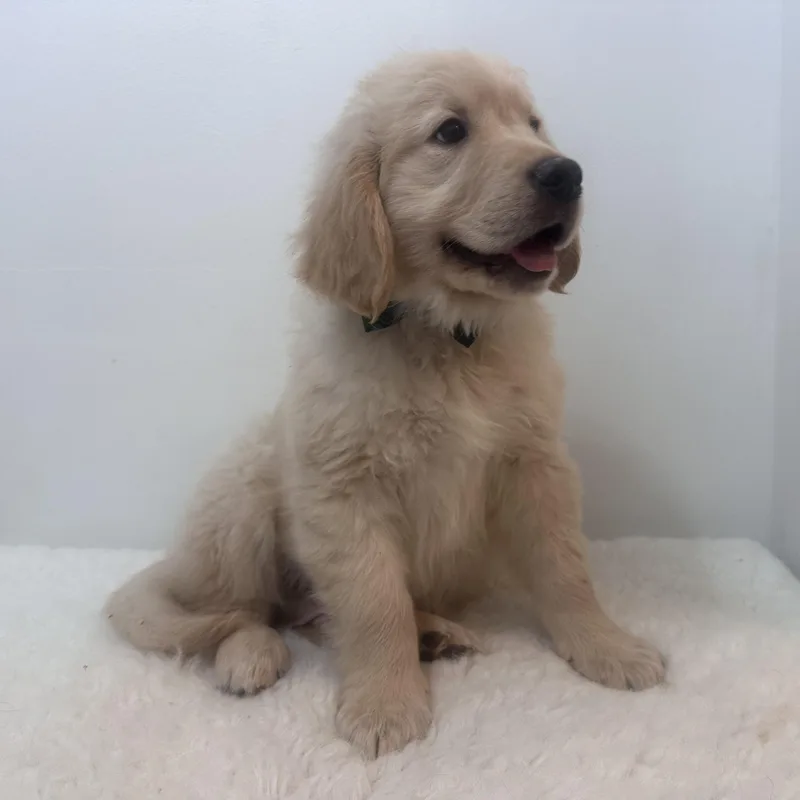 Milo