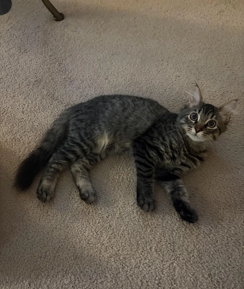 A young small-sized female Domestic Long Hair cat named Cheddar for adoption in Chickasaw, AL