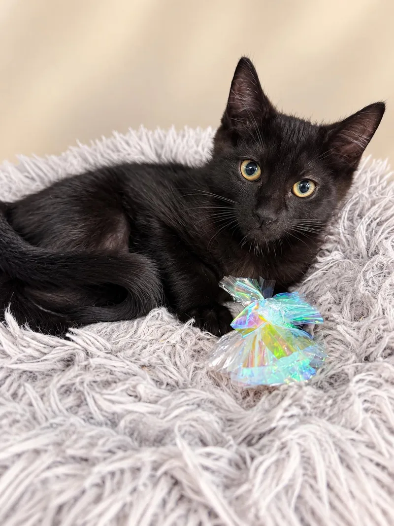 A baby small-sized male Domestic Short Hair cat named Butthead for adoption in Rio Linda, CA