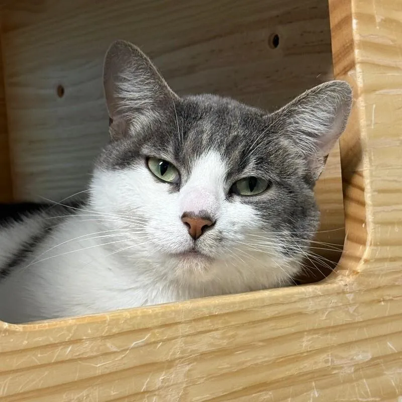 Mirabel thumbnail 5