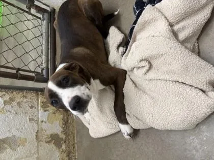 A young medium-sized female Terrier dog named Marie for adoption in Paducah, KY