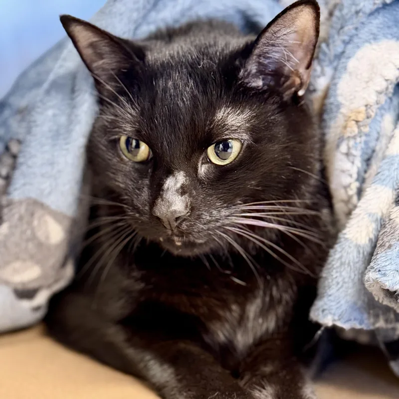 An adult medium-sized male Domestic Short Hair cat named Pepperoni for adoption in Manahawkin, NJ
