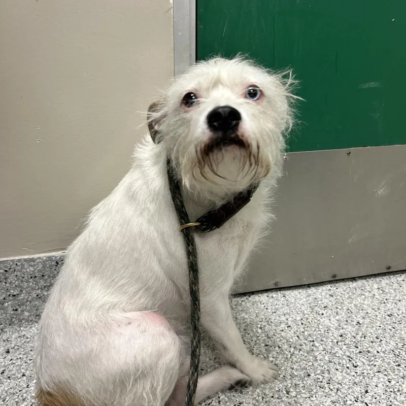 An adult medium-sized male White / Cream Terrier dog named Charlie for adoption in Reno, NV