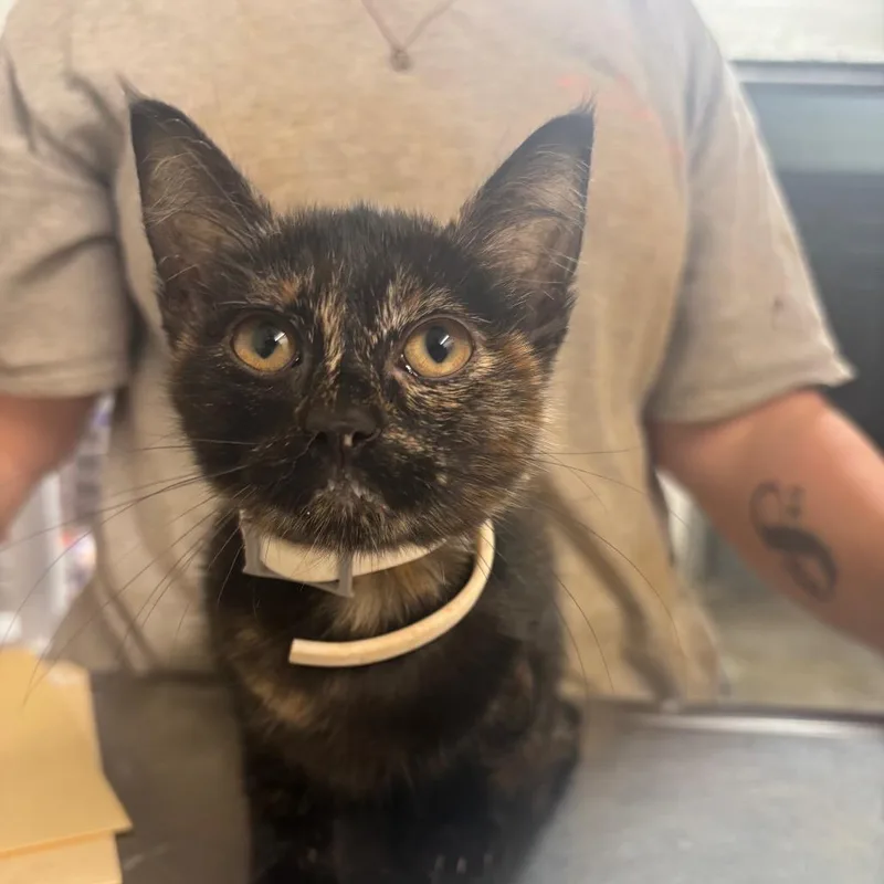 A baby small-sized female Black Domestic Short Hair cat named Blueberry for adoption in Clanton, AL
