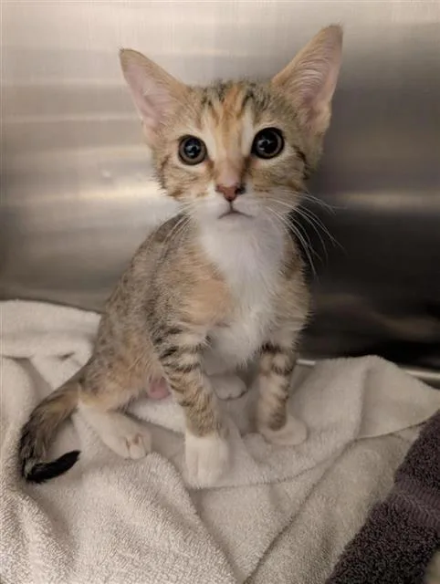 A baby small-sized female Domestic Short Hair cat named Caramel for adoption in Sacramento, CA