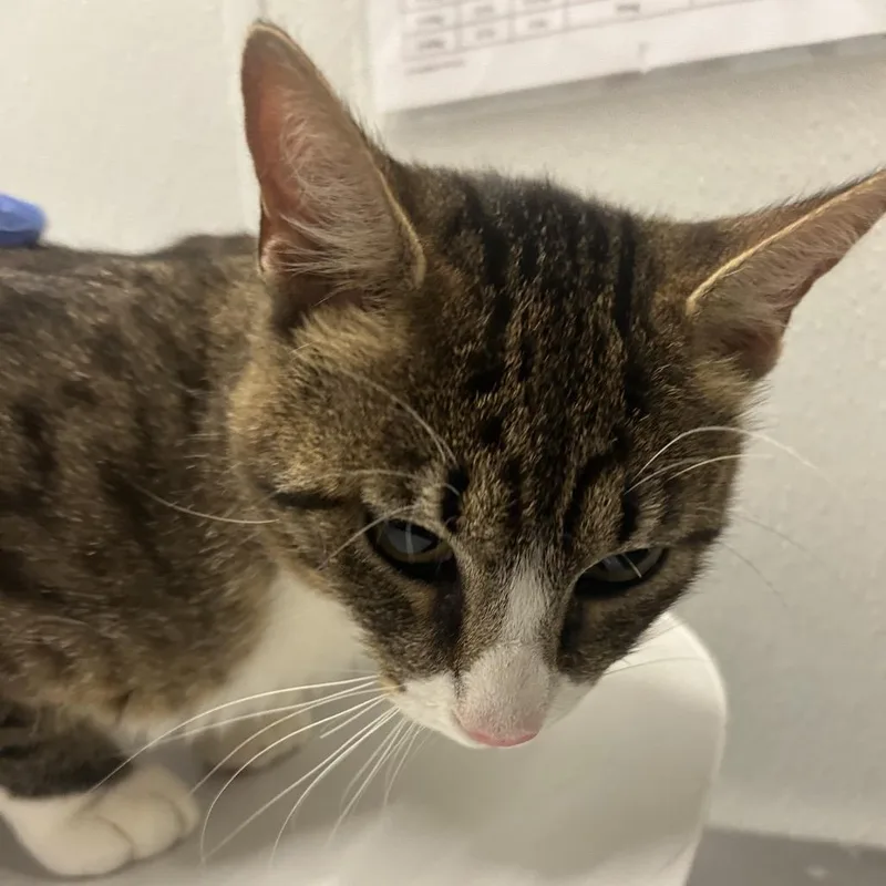 A young large-sized male Brown / Chocolate Domestic Medium Hair cat named Cookie for adoption in Park City, UT