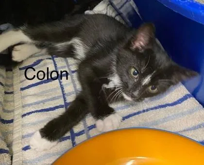 A baby medium-sized male Domestic Short Hair cat named Colon for adoption in Hobart, IN