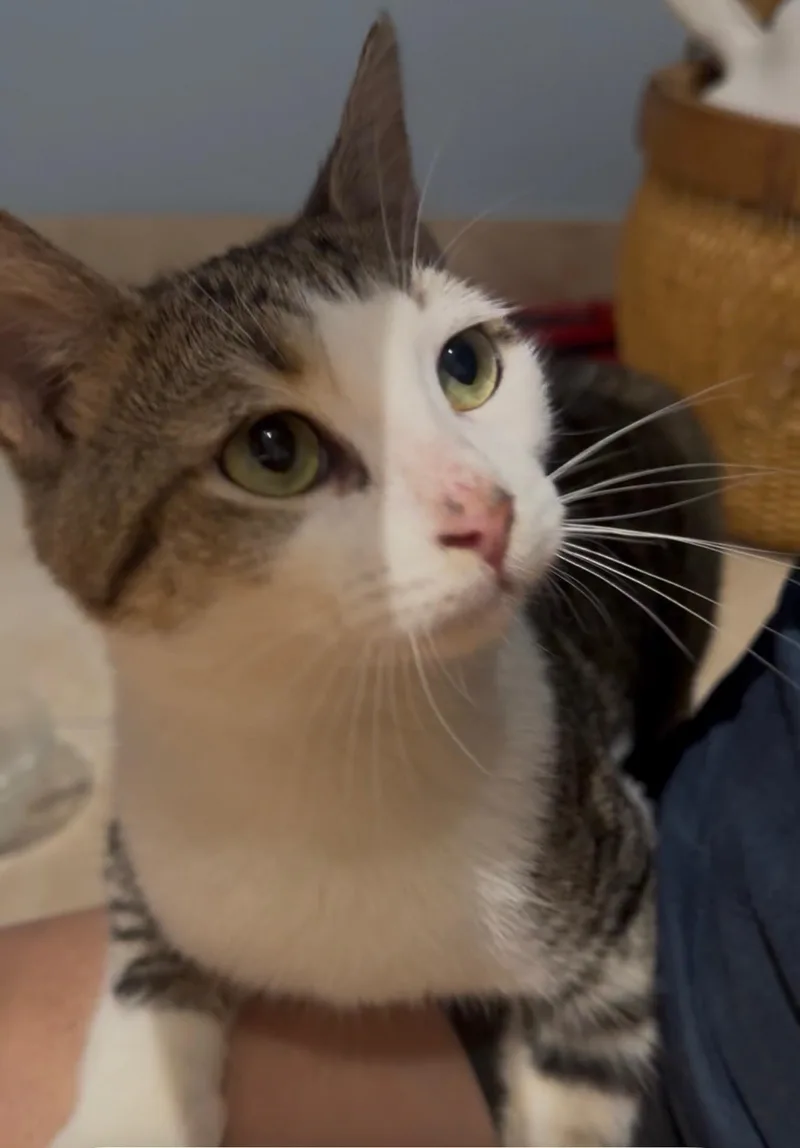 A young medium-sized male Tabby (Buff / Tan / Fawn) Tabby cat named Rudy for adoption in Pompano Beach, FL