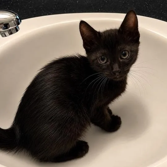 A baby small-sized female Black Domestic Medium Hair cat named Squeakers for adoption in Pleasanton, CA