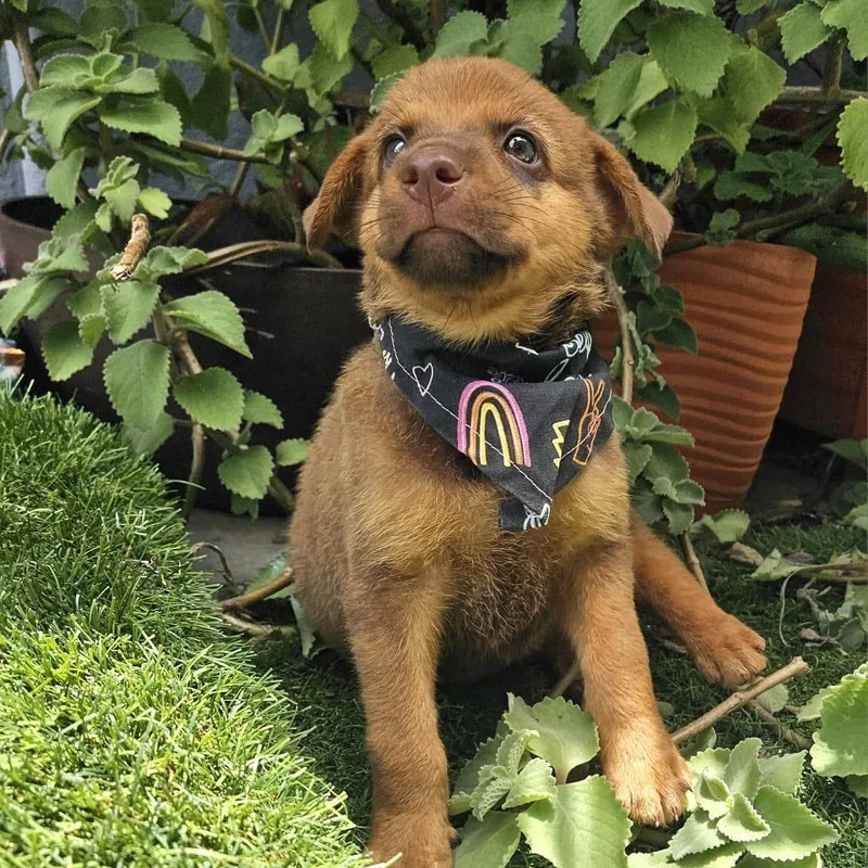 A baby medium-sized male Apricot / Beige Labrador Retriever dog named Otto for adoption in New York, NY