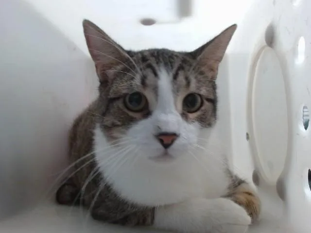 A young small-sized male Domestic Short Hair cat named History for adoption in Albuquerque, NM