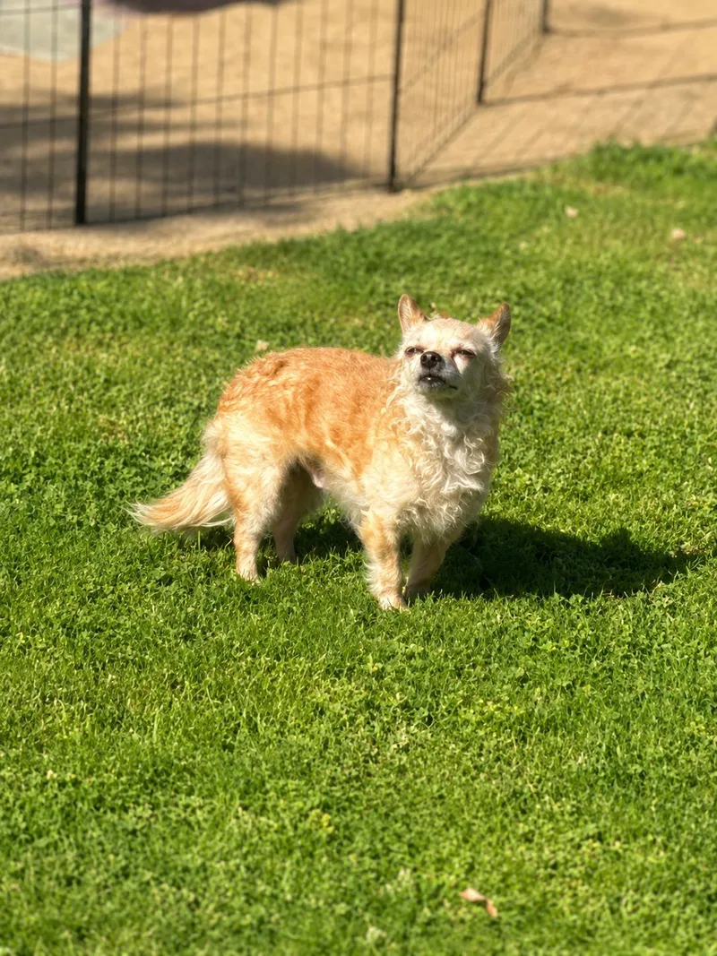 Albert