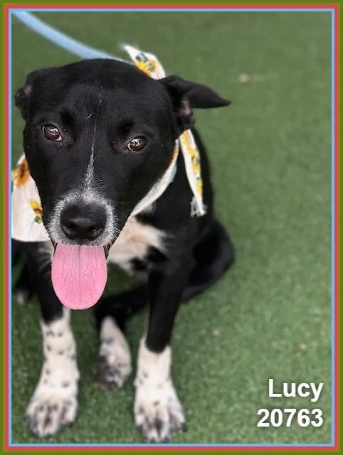 A young medium-sized female Black Labrador Retriever dog named Lucy for adoption in Marietta, GA