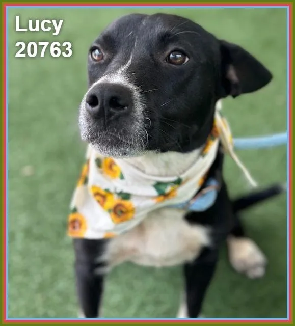 Lucy thumbnail 2