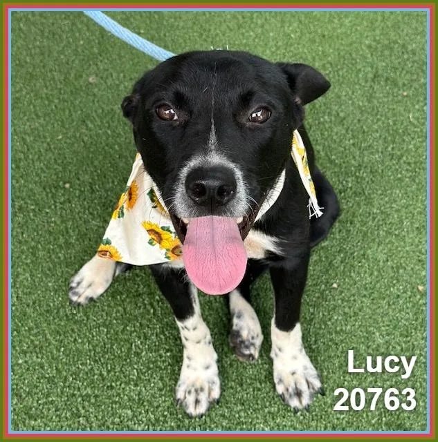 Lucy thumbnail 3