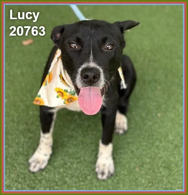 Lucy thumbnail 4