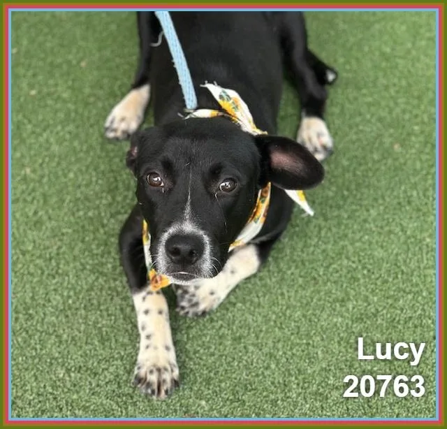Lucy thumbnail 5