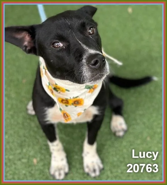 Lucy thumbnail 6