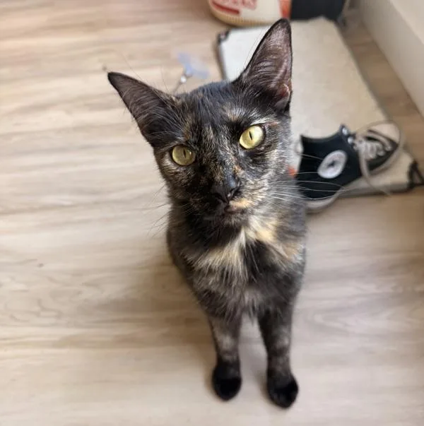 A young medium-sized female Domestic Short Hair cat named Pepper for adoption in San Diego, CA