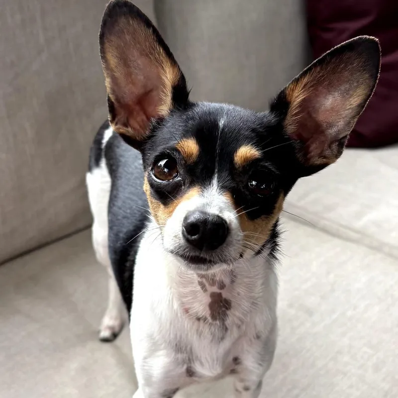 A young small-sized female Black Chihuahua dog named Tia for adoption in Rockville, MD