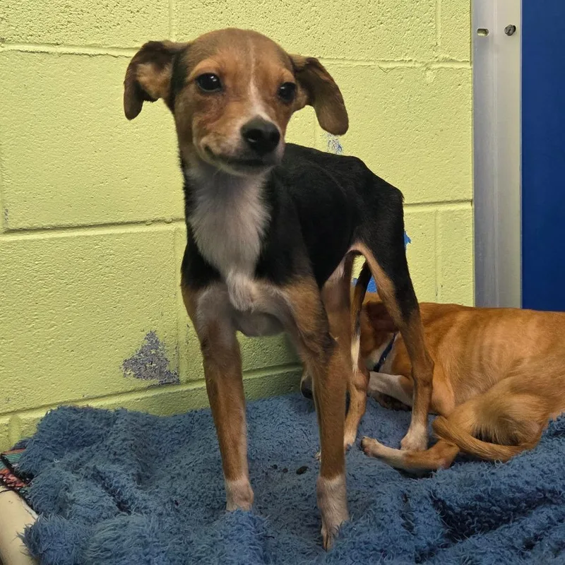 A young small-sized male Black Feist dog named Ranger for adoption in Newport, TN