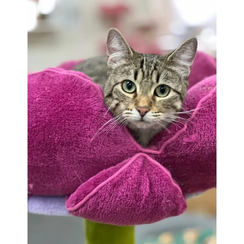 A young medium-sized female Tabby (Brown / Chocolate) Tabby cat named Louise for adoption in Morgan Hill, CA