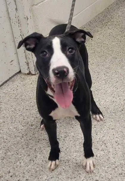 A young medium-sized male Black Pit Bull Terrier dog named Uno for adoption in Kansas City, MO