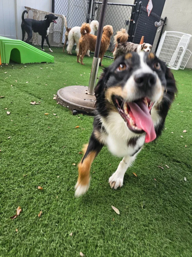 A young medium-sized female Australian Shepherd dog named Stevie for adoption in Valrico, FL
