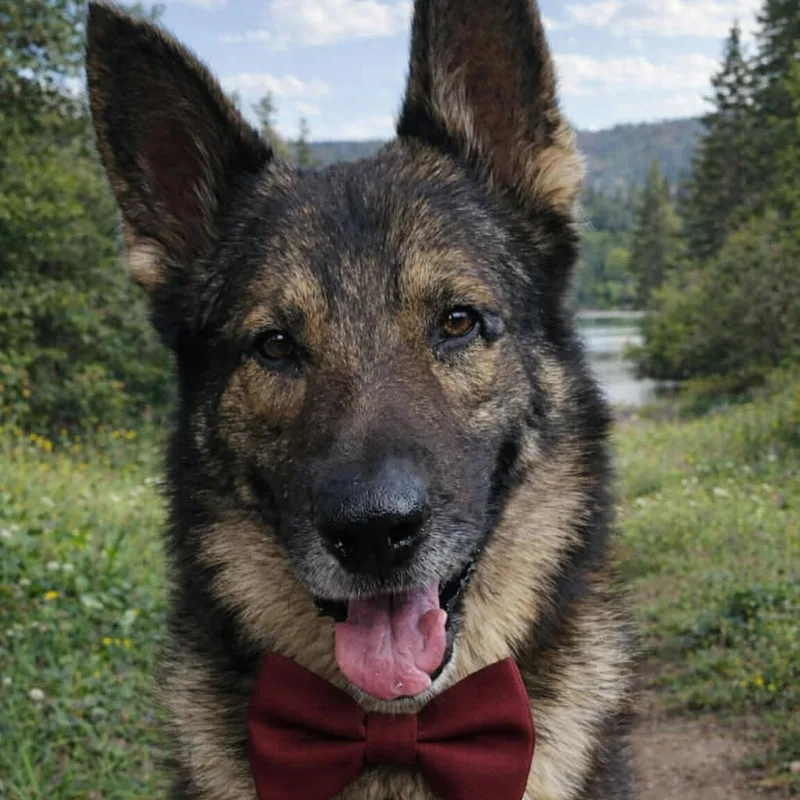 Lobo Jr Gs thumbnail 5