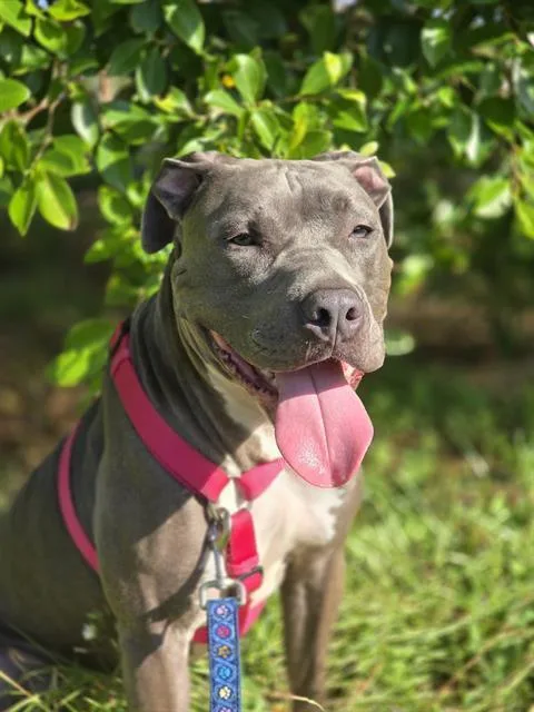 An adult large-sized male Mixed Breed dog named Armando for adoption in Palmetto, FL
